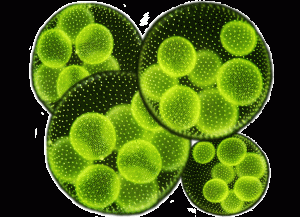 microalgae